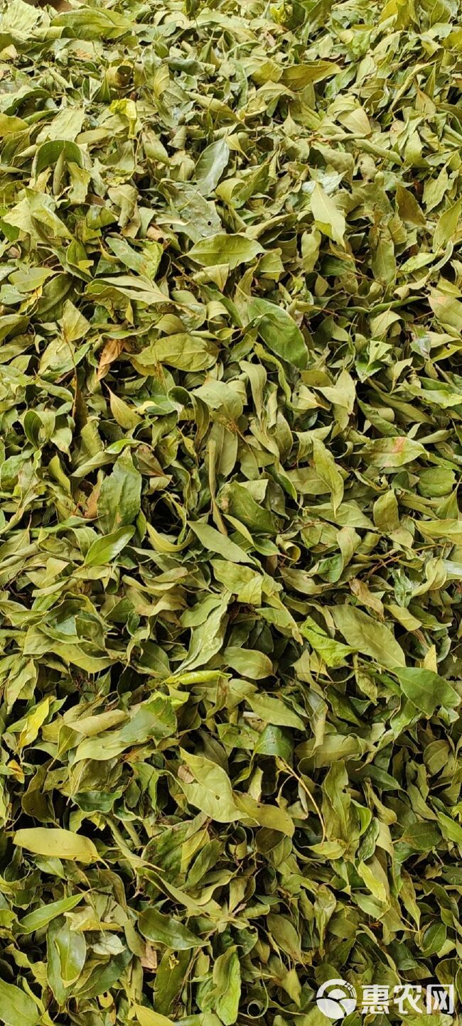 多穗柯甜茶茶叶大量供应 量大价优  质量保证