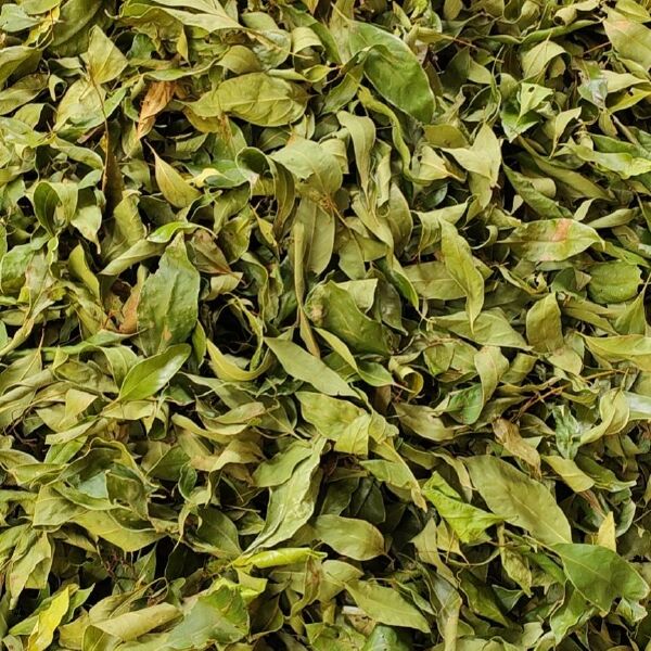 多穗柯甜茶茶叶大量供应 量大价优  质量保证