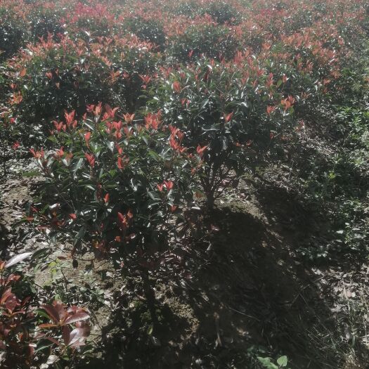 奉新县红叶石楠诚信经营，全国发货红叶石楠毛求地苗60-80冠，杯苗