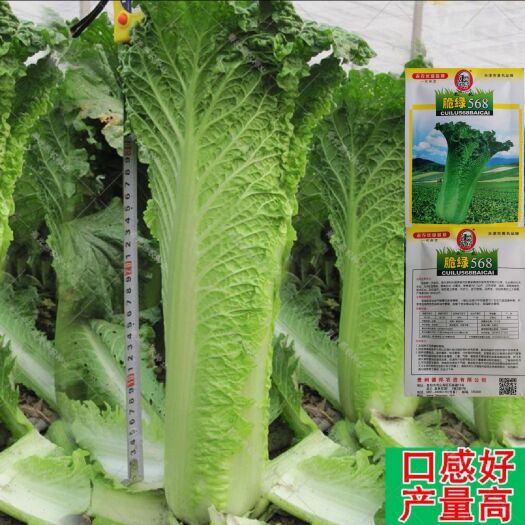 绵阳天津绿青口大白菜种子种籽青麻叶秋天秋季菜籽四季冬季蔬
