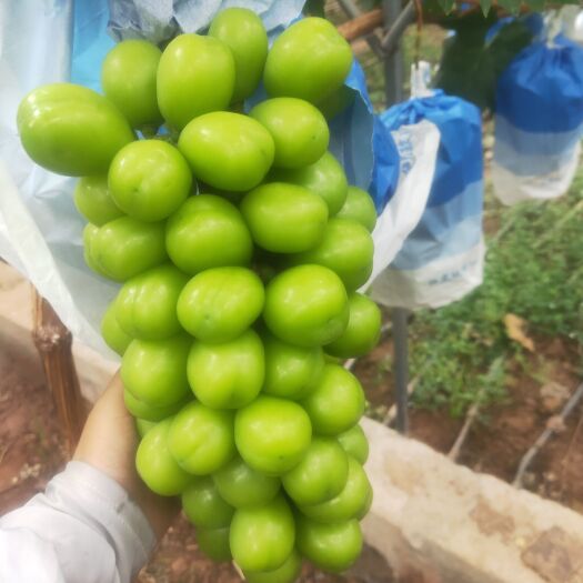 西昌市阳光玫瑰