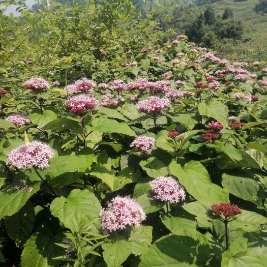 镇雄县臭牡丹，高原纯，无污染臭牡丹