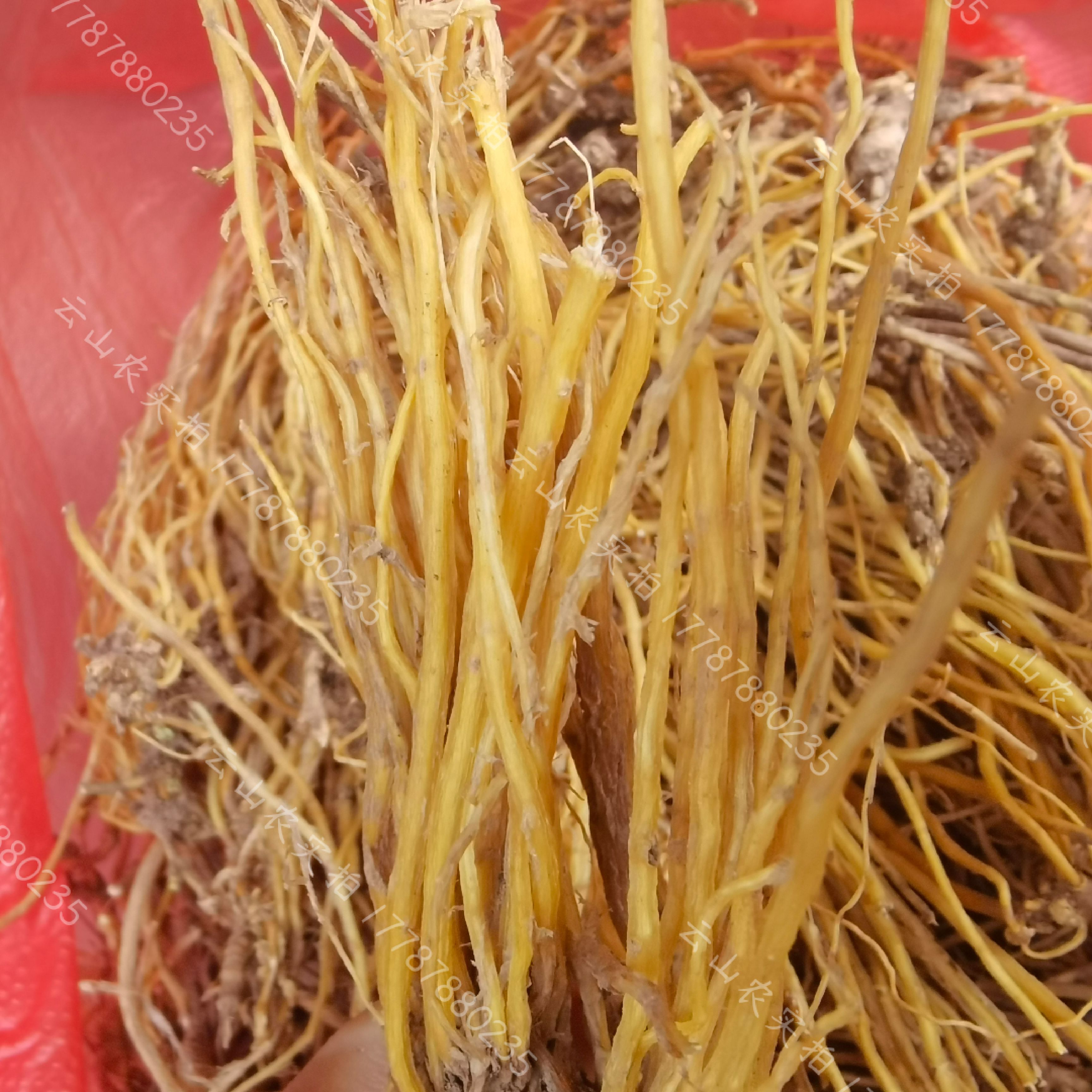 云南龙胆草中药材苦胆草龙胆整颗水洗无硫新货干货