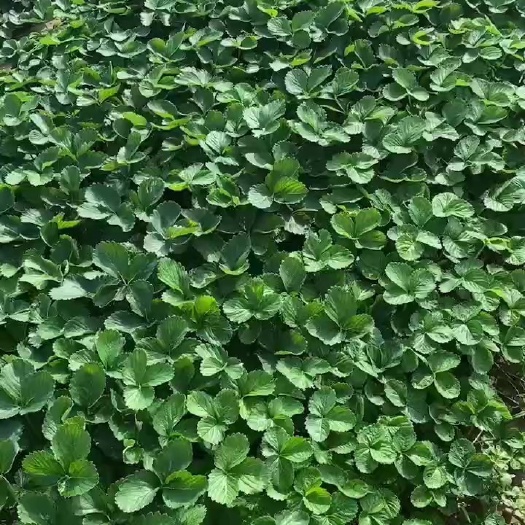 顺平县京藏香草莓苗