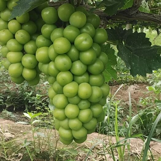 澧县阳光玫瑰大量上市，货源充足，质量保证，价格美丽，欢迎新老客户