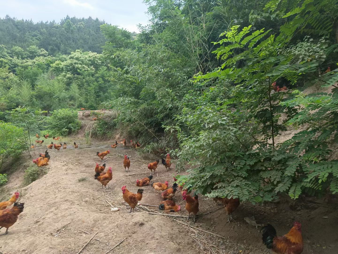 土鸡苗
