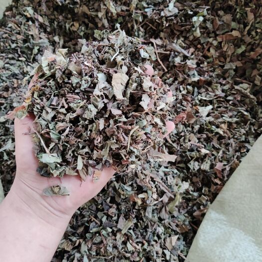平塘县鱼腥草10吨