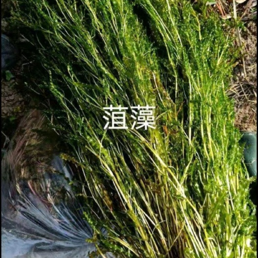 天津菹草，又叫：虾藻、虾草、麦黄草