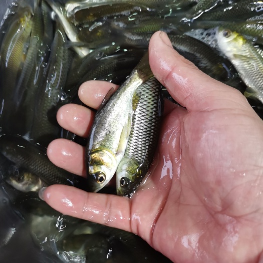 重庆市湘云鲫 草鱼，鲤鱼，清波，黄辣丁，翘壳鱼，银鳕鱼