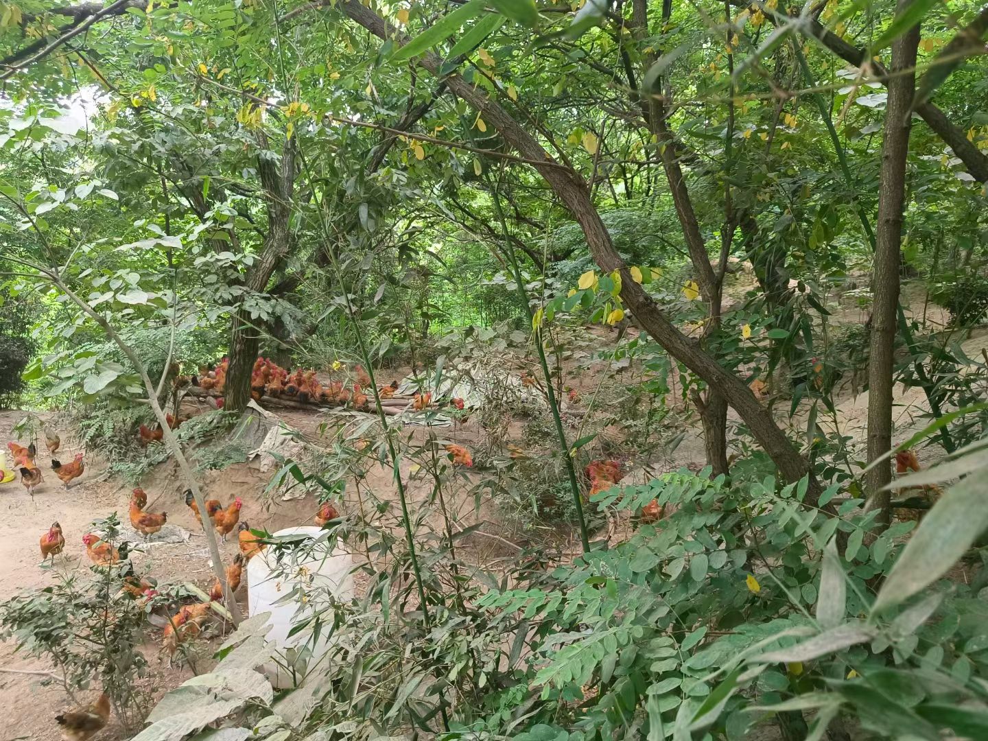 土鸡苗