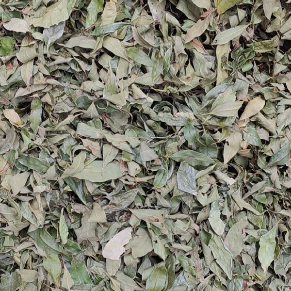 多穗柯甜茶茶叶大量供应 量大价优  质量保证