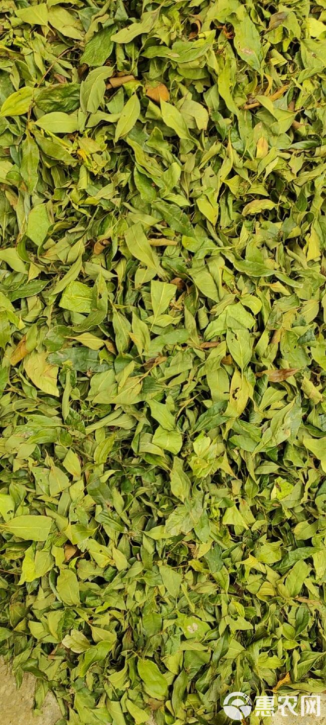 多穗柯甜茶茶叶大量供应 量大价优  质量保证