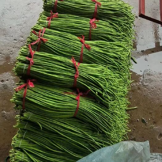邯郸河北邯郸长豆角大量上市