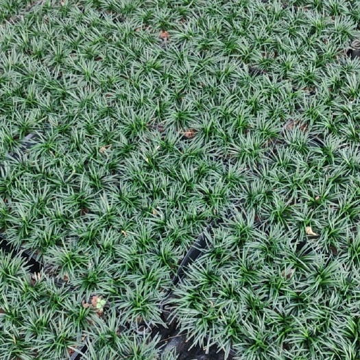 漳州精品玉龙草，框