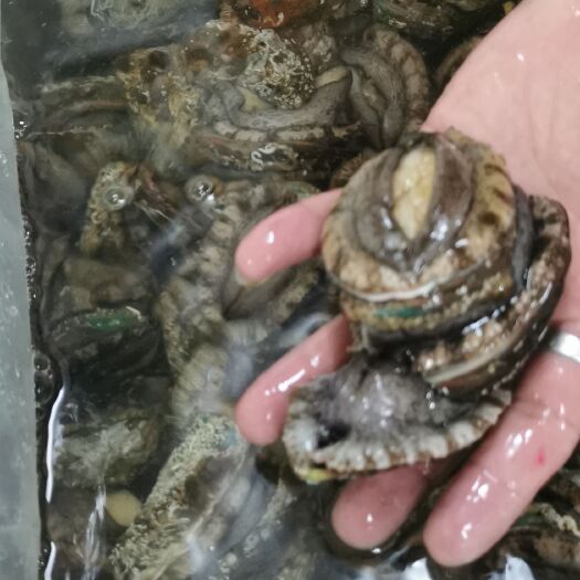 鲍鱼