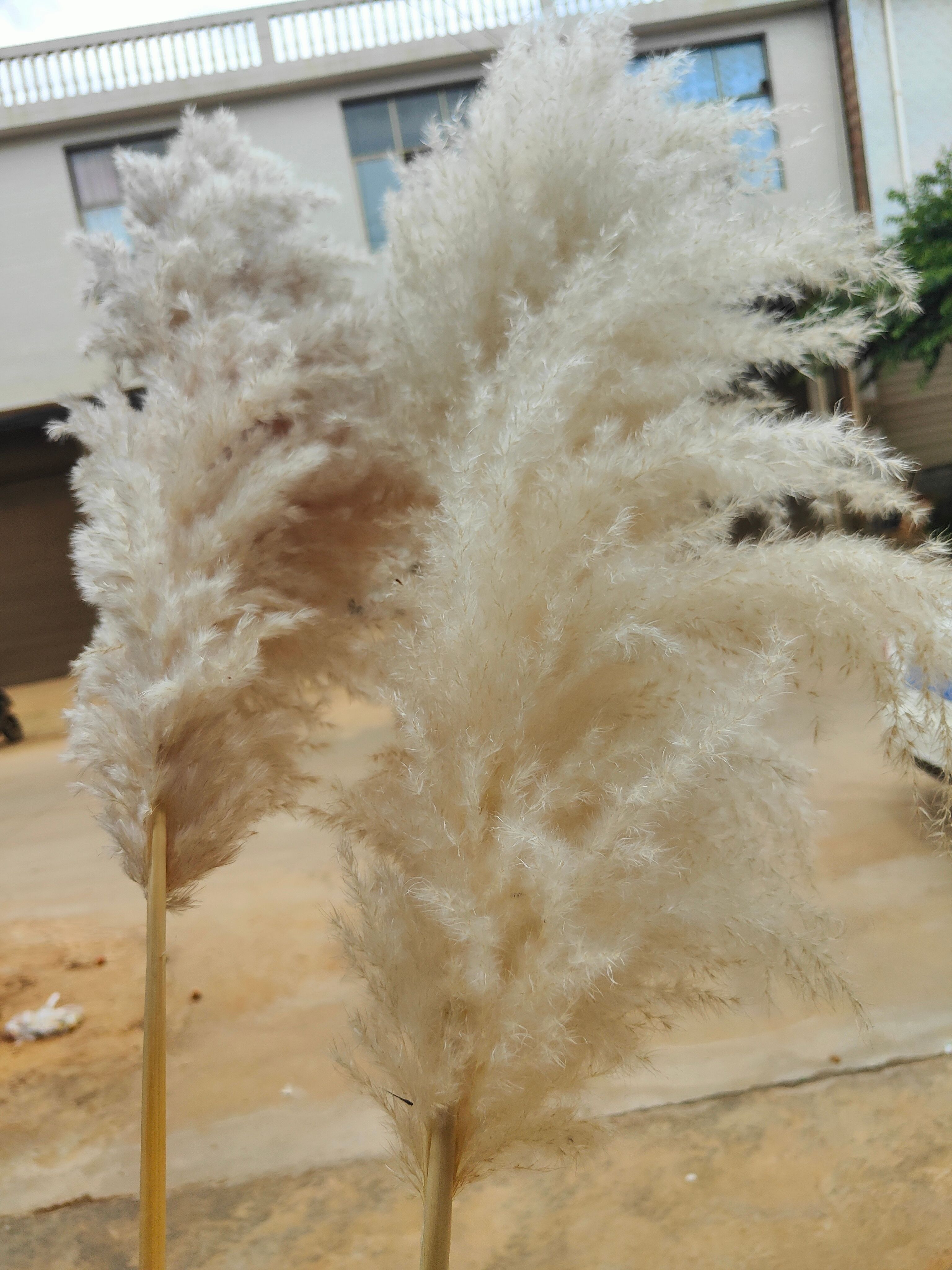 蒲苇  大量出售大芦苇小芦苇，需要的老板联系