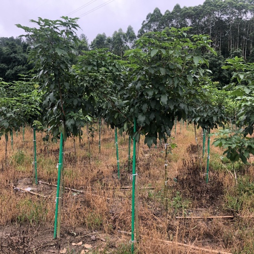 东莞市玻璃纤维支撑杆，树木支撑杆，植物爬藤杆，方便耐用，可定制