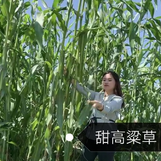 嘉祥县甜高粱草养殖牧用