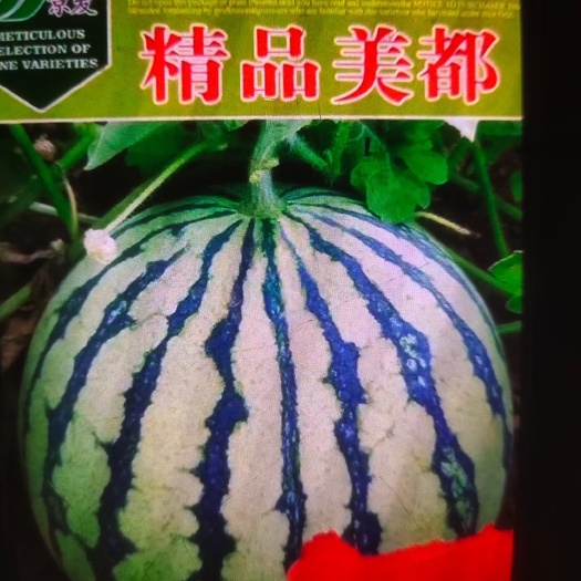 寿光市嫁接美都西瓜苗