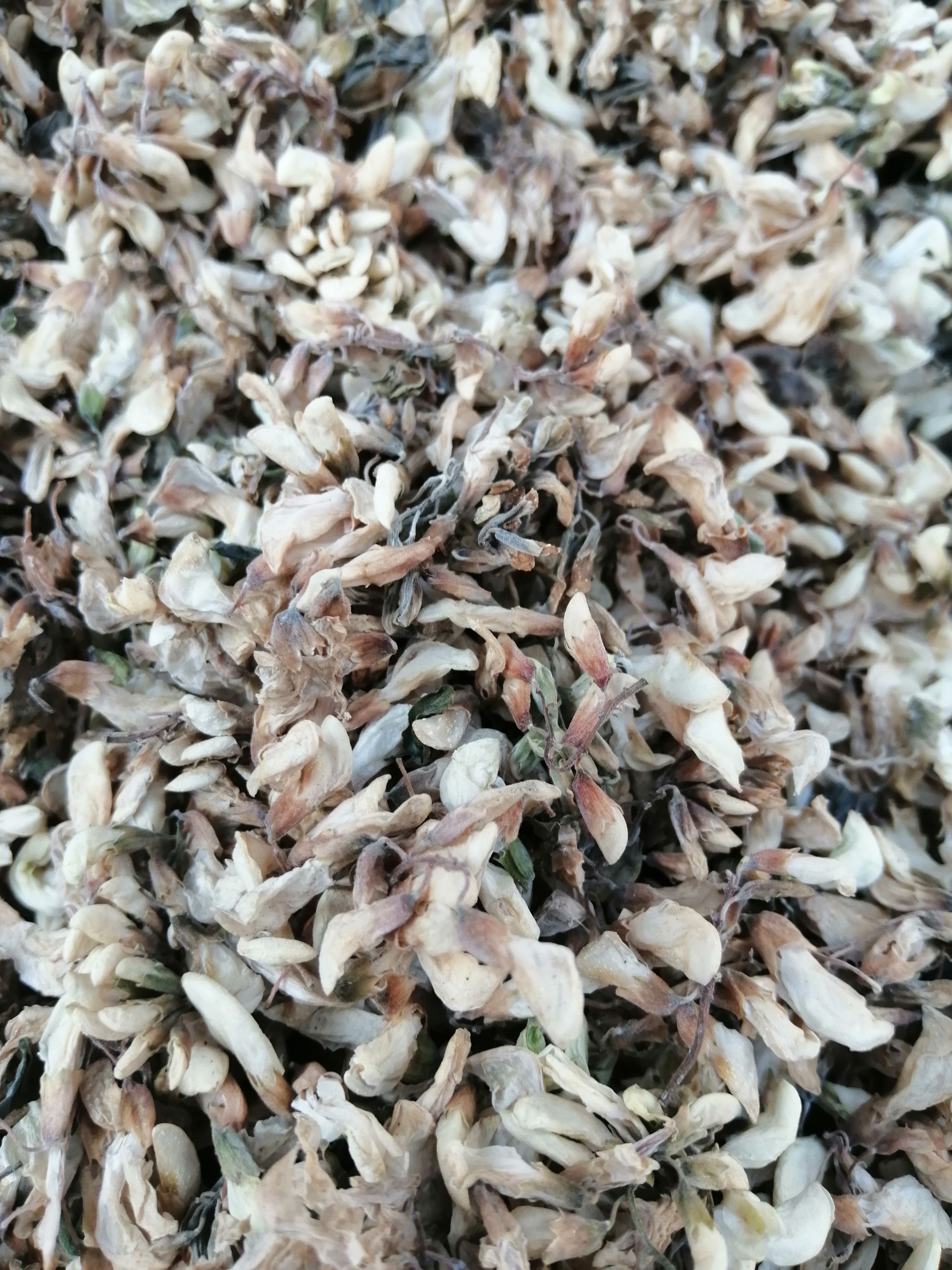 洋槐花，槐树花农家自晒槐树花，无污染的绿色食品，