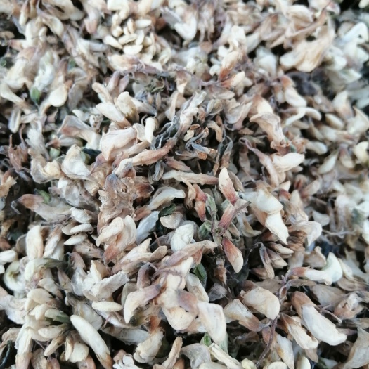 方城县洋槐花，槐树花农家自晒槐树花，无污染的绿色食品，