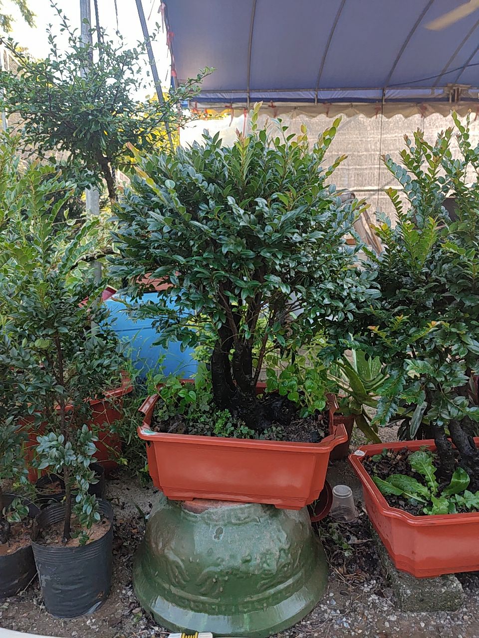 阳春市盘栽黑骨茶