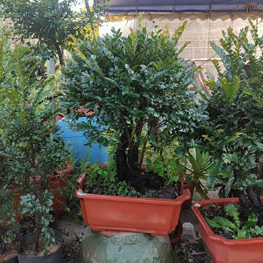 阳春市盘栽黑骨茶