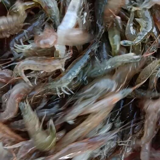 徐州蹦蹦河虾，大量供应鲜活  蹦蹦虾，个头均匀，耐运输。