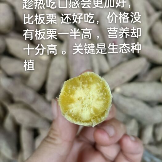 广东阳山板栗小香薯。大量批发。特产生鲜店专