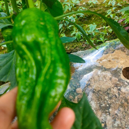 长阳县湖北长阳高山蔬菜基地芜湖椒大量上市