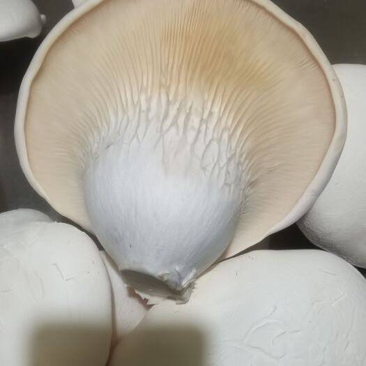行唐县白灵菇