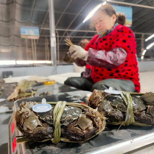 东营大闸蟹地理标志，膏满黄肥，