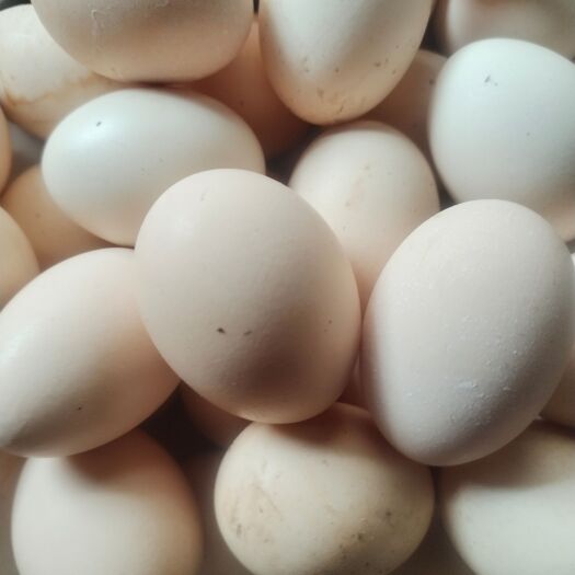 楚雄市农家土鸡蛋，标准规格一公两一个，纯土鸡发货地云南楚雄大地基乡