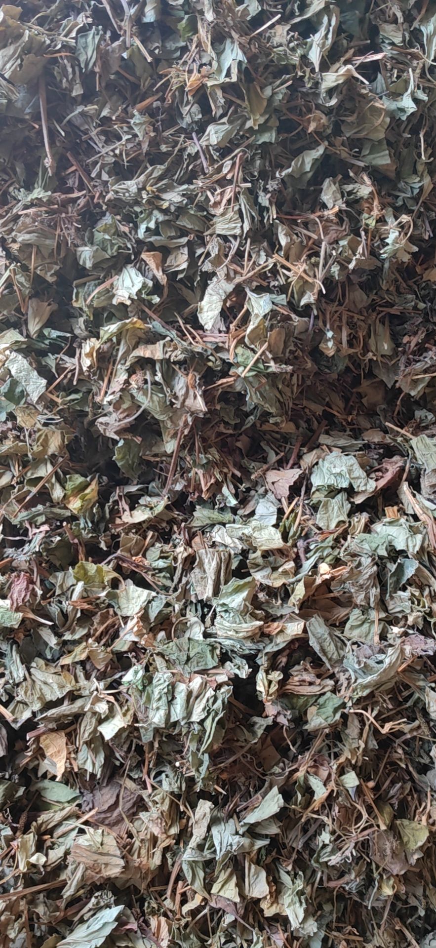 鱼腥草，