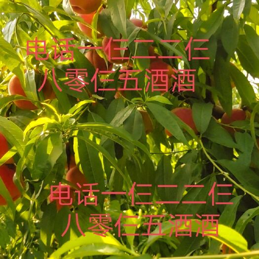 通许县蜜桃