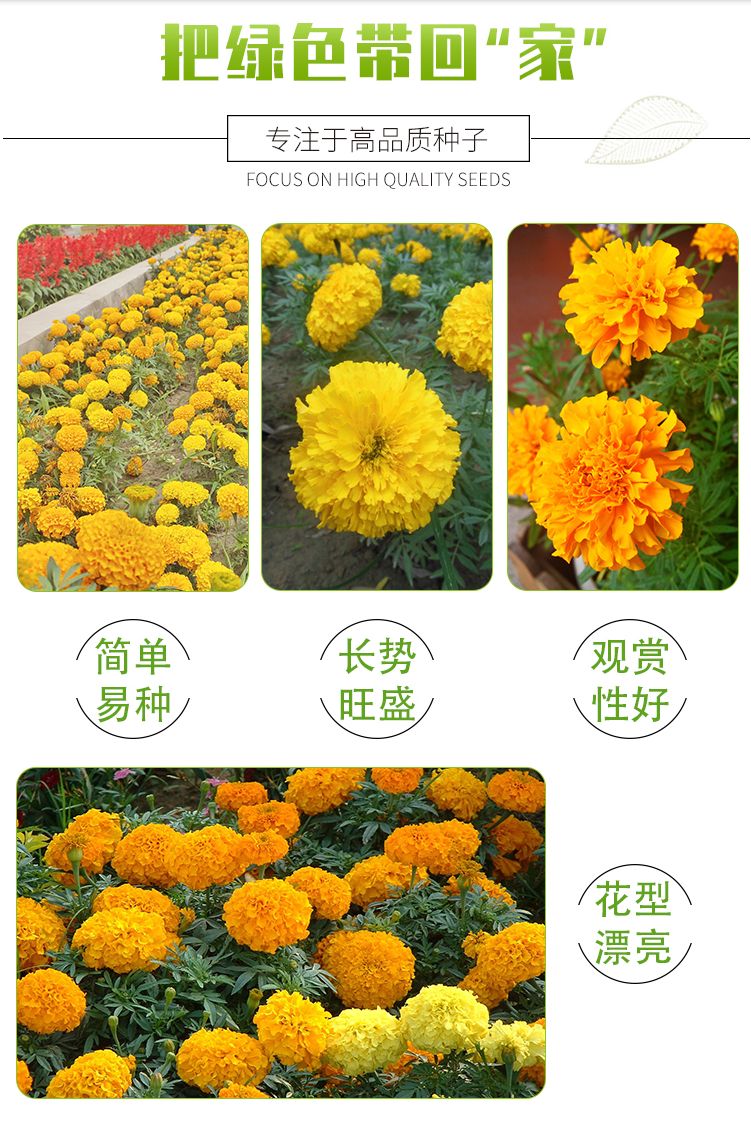 万寿菊花种子耐寒花卉籽大花室内盆栽春秋四季开花室外庭院易种活