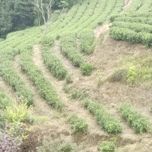 青川县高山茶叶