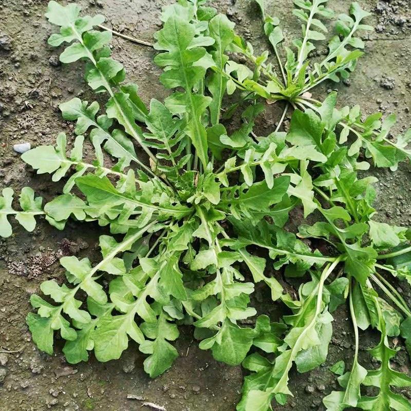 包邮荠菜种子美味营养美味野菜种子荠荠菜种子蒸着吃口感好