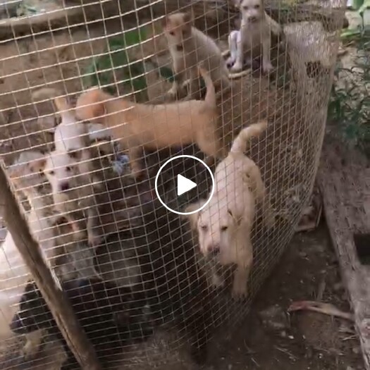 灵山县小土狗