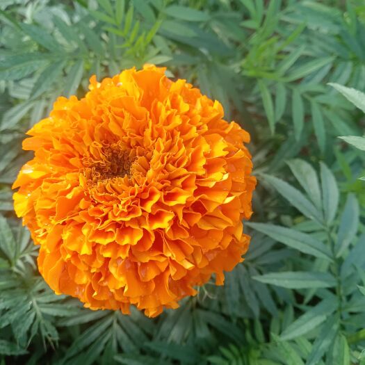 蒙自市万寿菊