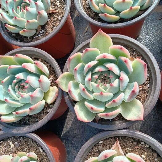 宜良县云南精品多肉植物基地