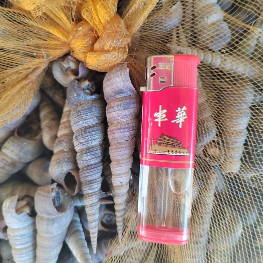北海去尾钉螺批发