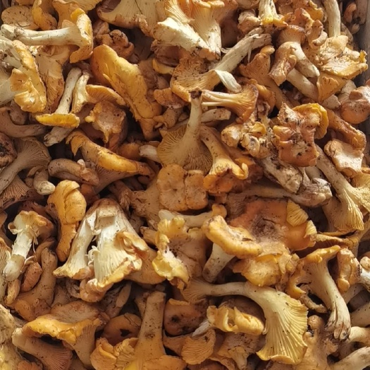 扎兰屯市鸡油菌  黄花蘑