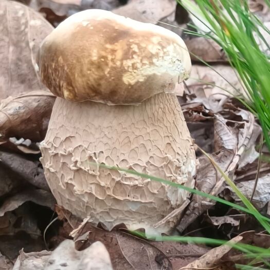 逊克县牛肝菌  大腿蘑
