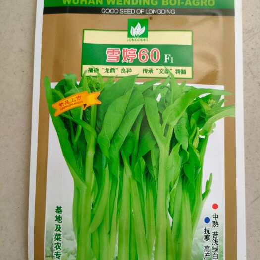 湘乡市白菜苔种子 雪婷60 早熟产量高抗寒优质白菜苔新品种