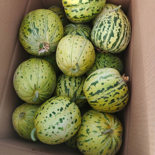 新疆喀什本地香瓜