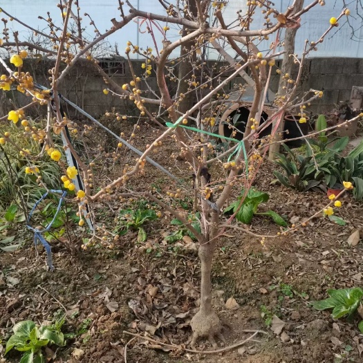 高邮市腊梅