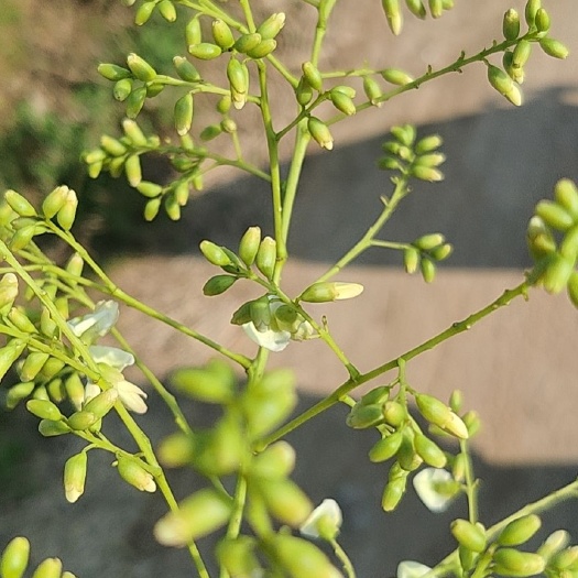 稷山县槐米，双季槐
