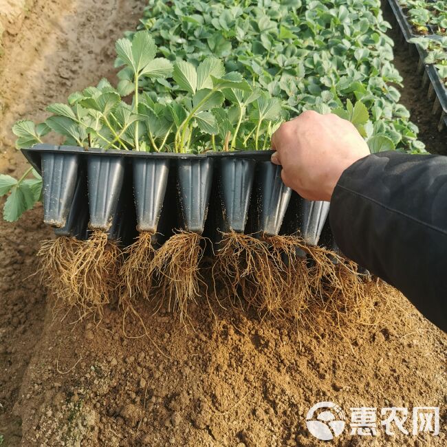 章姬草莓苗 避雨棚裸根苗 草莓穴盘苗 组培种苗脱毒无病害