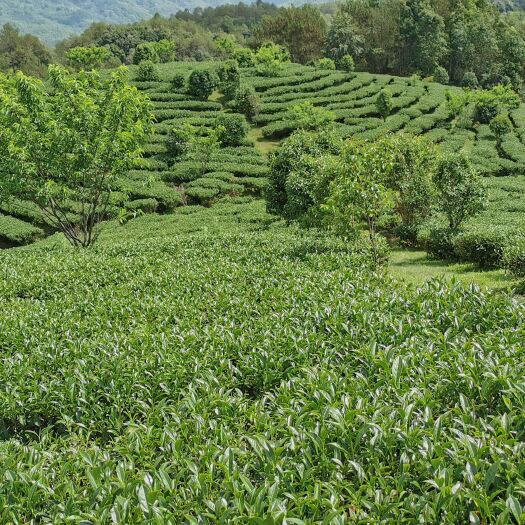 腾冲市腾冲：腾北边陲高山乌龙茶